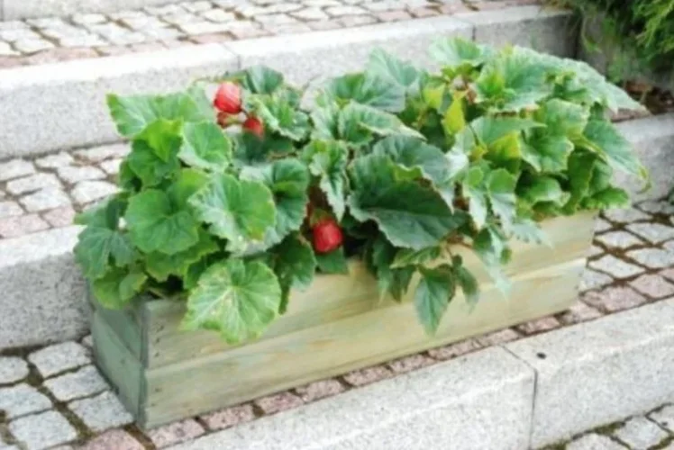 Truhlík 44 / 64 cm - zelený, hnedý, prírodný - Farba: Stredne hnedá, Rozmer: 170 x 440 x 220 mm