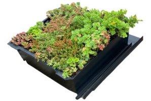 Aké sú výhody zelenej strechy EUREKO GREEN?