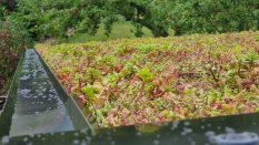 VZOREK STŘEŠNÍ KRYTINY - Zelená střecha Eureko green
