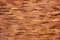 ŠVESTKA 200 (200 x 50 mm) - dřevěný obklad, lamela 3D - Povrchová úprava: Broušený - olejovaný