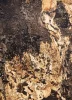 Kamenná dyha - Autumn Rustic - transparentná, 1220 x 2440 x 3 mm